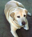 Bailey - Labrador Retriever (7 ans)