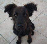 Zeus - Labrador Retriever M&acirc;le (1 an)