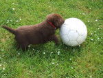 Diva joue au foot - Labrador Retriever (2 mois)