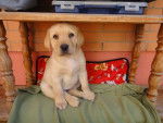 Kimba - Labrador Retriever (2 mois)