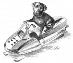 Trouble - Labrador Retriever M&acirc;le (2 ans)