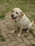 Tina le retour!! - Labrador Retriever (7 ans)