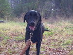 Ann - Labrador Retriever
