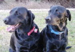 Shadow and Midnight - Labrador Retriever (3 ans)