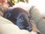 Eleven - Labrador Retriever M&acirc;le (1 mois)