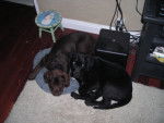Edgar and Mya - Labrador Retriever (3 ans)