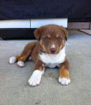 rocky - Labrador Retriever (1 an)