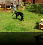 pepper - Labrador Retriever M&acirc;le (4 ans)