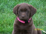 Montana - Labrador Retriever (2 mois)