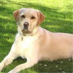 amelia - Labrador Retriever (9 ans)