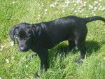 Luky - Labrador Retriever Mâle (6 mois)