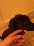 ina - Labrador Retriever (5 mois)