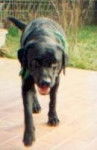 googd-win - Labrador Retriever Mâle (14 ans)