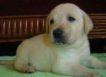 luna - Labrador Retriever (4 mois)
