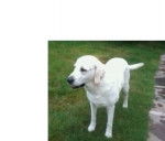 Atina - Labrador Retriever (9 ans)