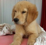 Manu - Labrador Retriever (10 mois)