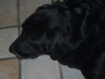 nana - Labrador Retriever (7 ans)