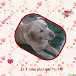 Snoopy - Labrador Retriever M&acirc;le (11 ans)