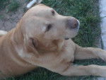 Snoopy the chien - Labrador Retriever M&acirc;le (11 ans)