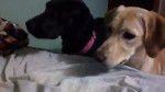 luna y mila - Labrador Retriever (6 mois)
