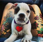 gilda - Labrador Retriever (2 mois)