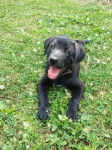 Kuro - Labrador Retriever Mâle (3 mois)