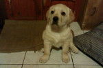 vany - Labrador Retriever (1 an)