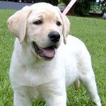 roxy - Labrador Retriever M&acirc;le (5 mois)