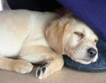Canelle - Labrador Retriever (7 mois)