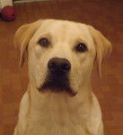 Iel - Labrador Retriever M&acirc;le (1 an)