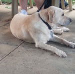 Ben - Labrador Retriever M&acirc;le