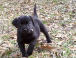 Max - Labrador Retriever M&acirc;le (2 mois)
