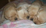 mes bebes - Labrador Retriever (2 mois)