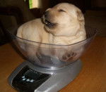 cana - Labrador Retriever (1 mois)