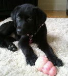 Rocky - Labrador Retriever Mâle (3 mois)