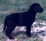 alona - Labrador Retriever (4 mois)