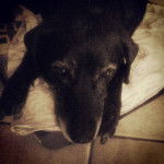 Lua - Labrador Retriever (13 ans)