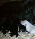 los cachorros y kira - Labrador Retriever (2 ans)