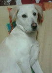 Joyce - Labrador Retriever (8 mois)