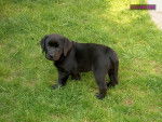BALTO - Labrador Retriever Mâle (2 mois)