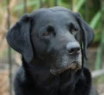 Sam R.I.P. - Labrador Retriever (15 ans)