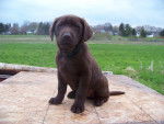 Layla - Labrador Retriever (4 mois)