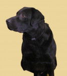 Ulysse - Labrador Retriever M&acirc;le (12 ans)