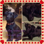Harley - Labrador Retriever (1 an)