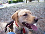 Tara - Labrador Retriever (4 mois)