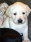 enza - Labrador Retriever (9 mois)
