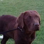 leon - Labrador Retriever