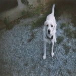 Canelle - Labrador Retriever (3 ans)