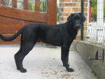 berlingo - Labrador Retriever