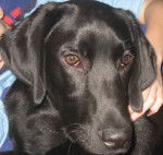 Berlingo - Labrador Retriever